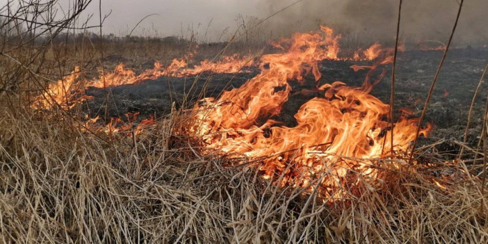 
                    Возгорание сухой травы произошло в Бескарагайском районе
                