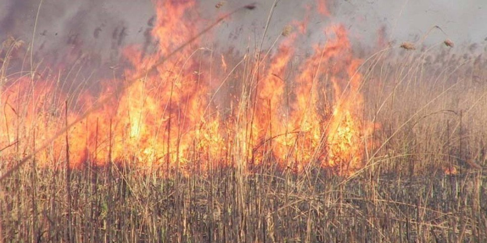 
                    Возгорание камыша тушат в Алматинской области
                