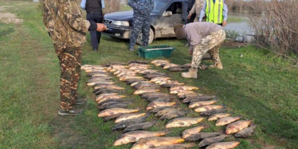 
                    Туркестанские полицейские изъяли около 150 килограммов незаконно выловленной рыбы
                