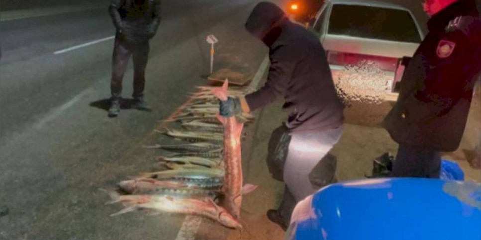 
                    Более 120 килограммов осетра изъяли полицейские у браконьера в Мангыстау
                