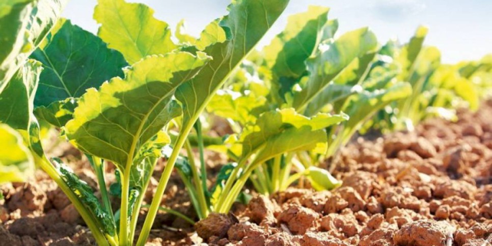 
                    В каких областях  РК ожидаются высокие урожаи сахарной свеклы и кукурузы
                