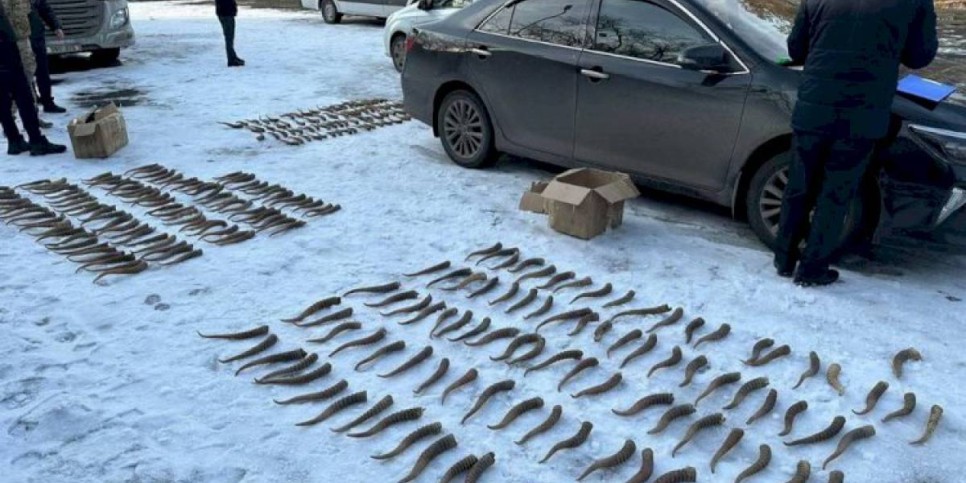 
                    Сайгачьи рога пытались сбыть в Талдыкоргане
                