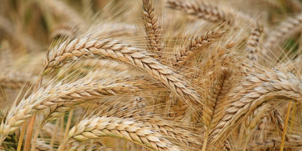 
                    Продкорпорация начала отгрузку зерна во Вьетнам
                