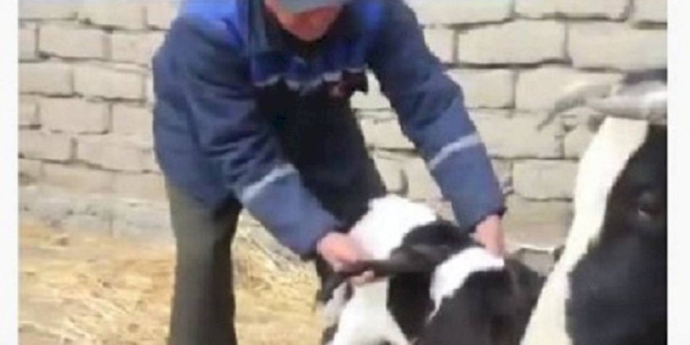 
                    В Узбекистане родился крылатый теленок
                