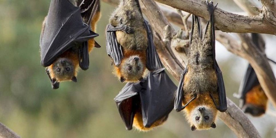 
                    Названы 11 симптомов вируса Nipah, который может привести к следующей пандемии
                