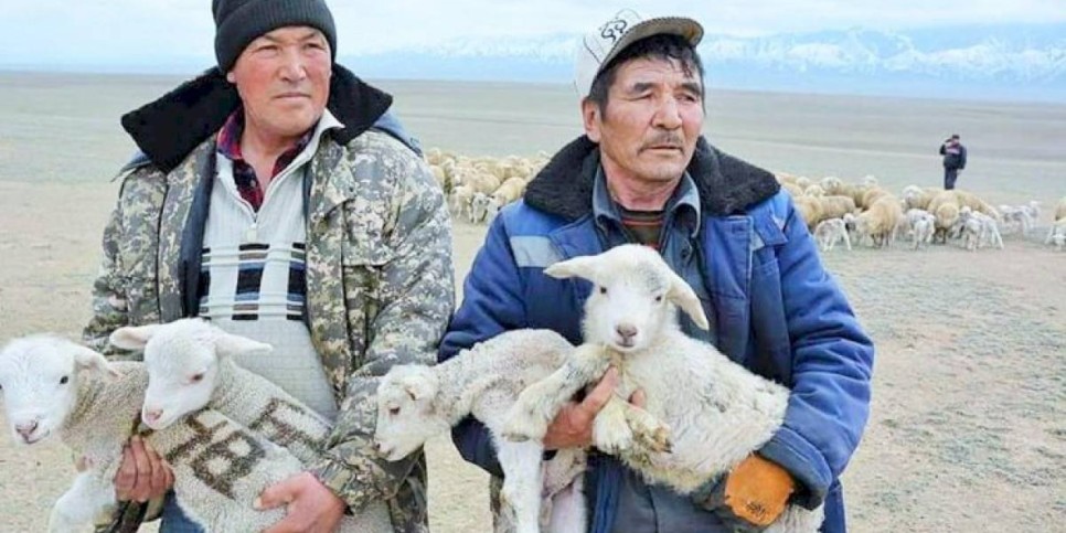 
                    Более 1,5 млн ягнят и козлят родились в Алматинской области
                