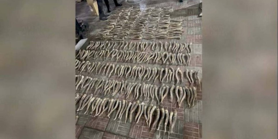 
                    Полицейские изъяли у жителя Алматы порядка 500 сайгачих рогов
                