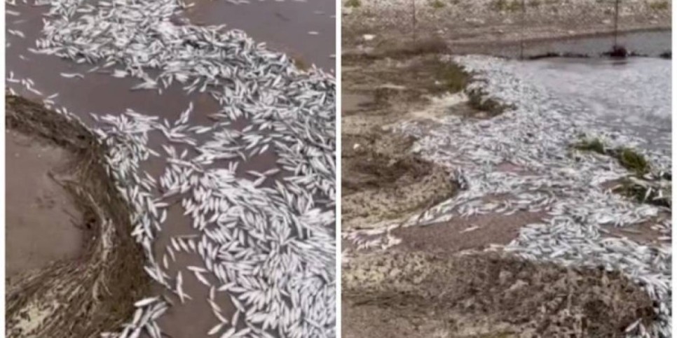 
                    Массовая гибель мальков зафиксирована на Капшагайском водохранилище
                