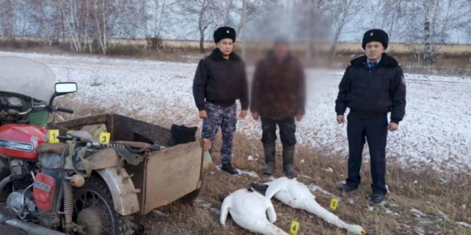 
                    В Акмолинской области задержан браконьер, застреливший пару краснокнижных лебедей
                