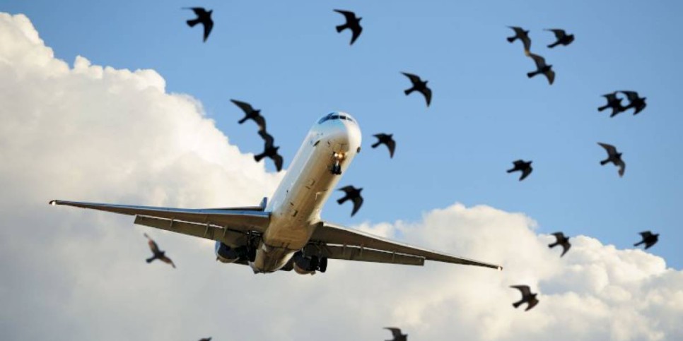 
                    Сотый случай столкновения с птицами зафиксировали в Air Astana с начала этого года
                