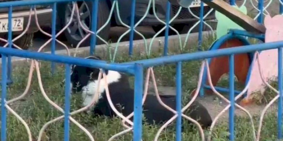 
                    Полицейский пострадал, спасая женщину от агрессивного алабая
                