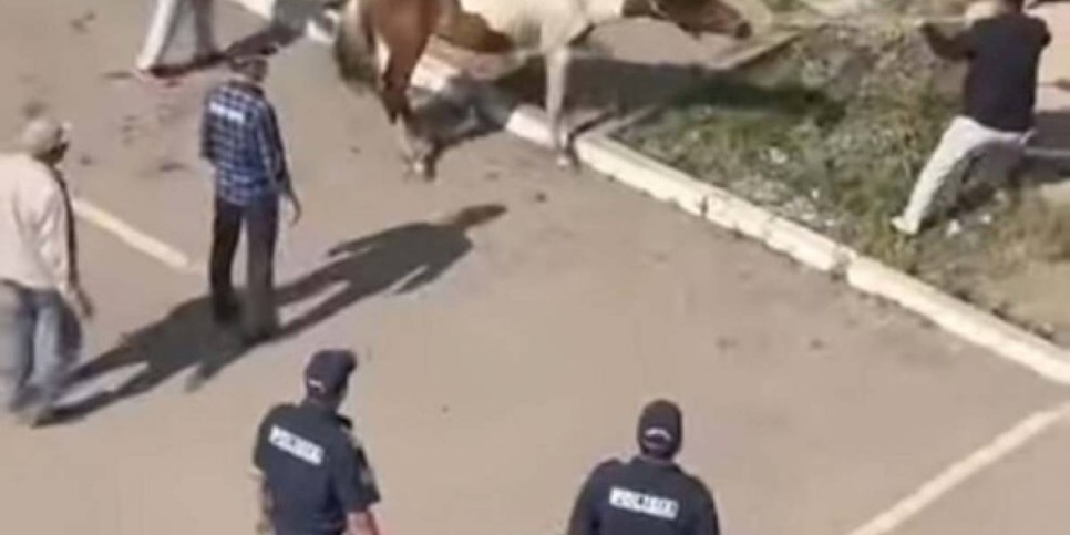 
                    Бесхозные лошади гуляли по Нур-Султану
                