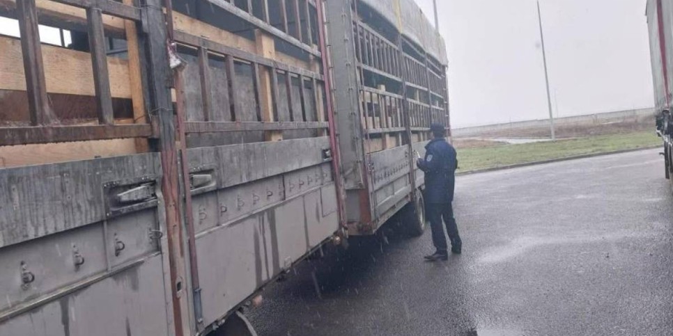 
                    В Казахстане пресечена попытка ввоза 60 голов КРС без документов
                