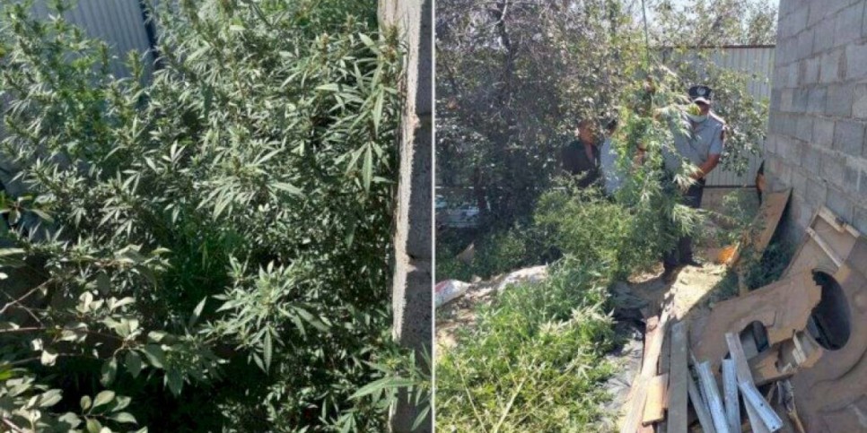 
                    Плантацию марихуаны организовали у себя во дворе братья в Алматы
                