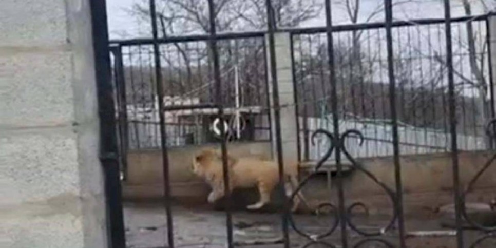
                    Взрослого льва обнаружили в крестьянском хозяйстве Алматинской области
                