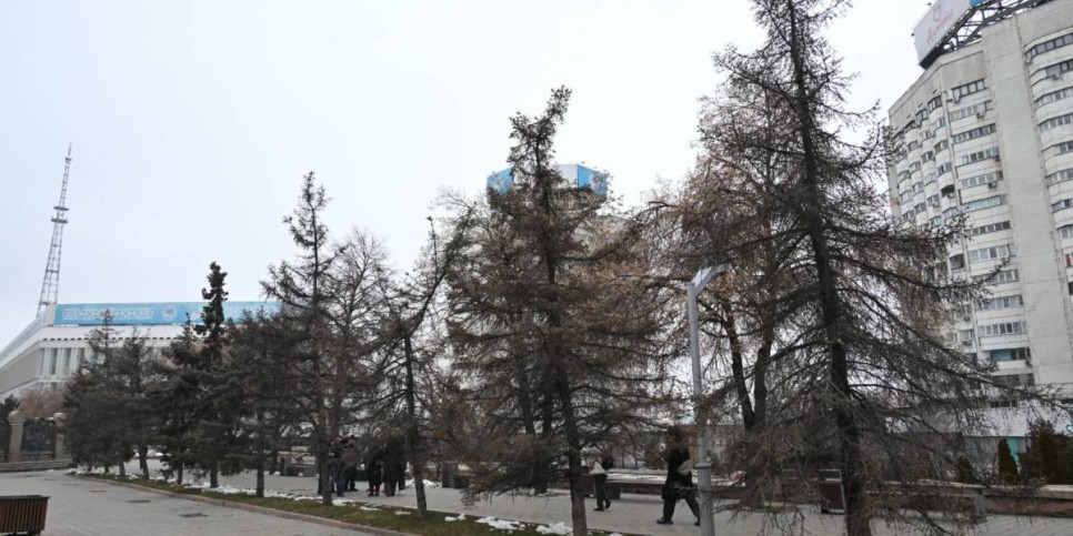 
                    Порядка двух тысяч крупномеров высадят в общественных пространствах Алматы   
                