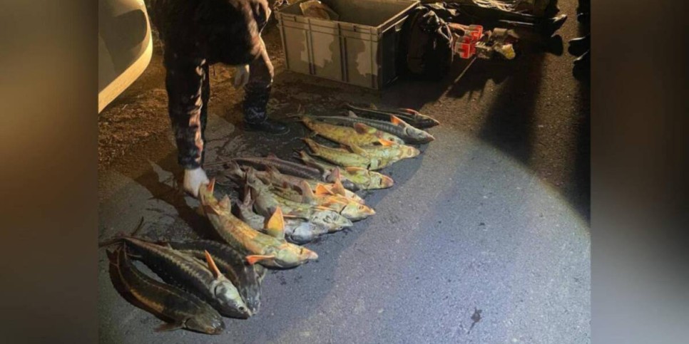 
                    Более 40 кг краснокнижного осетра изъяли у жителя Мангистау 
                