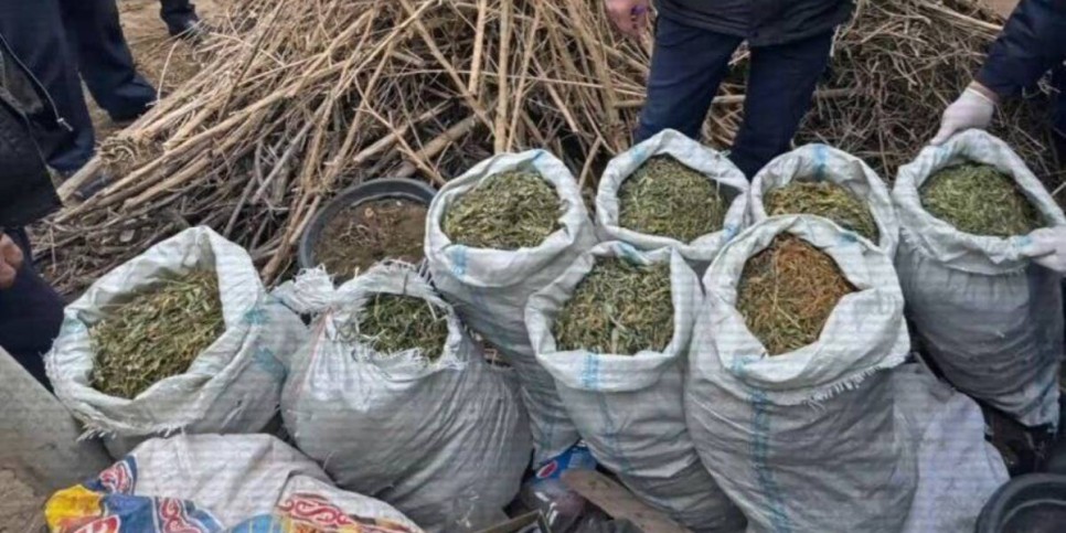 
                    Наркофитолабораторию организовал в своем доме житель Туркестанской области  
                