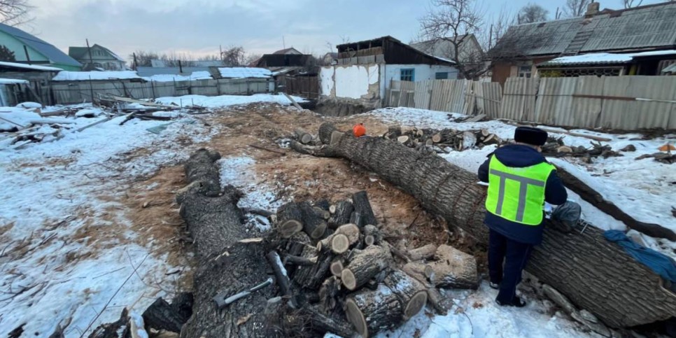
                    В Алматы возбуждено уголовное дело по факту незаконной вырубки дубов
                