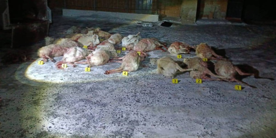 
                    Браконьеров с 19 тушами сайгаков задержали в Кызылординской области
                