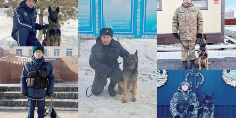 
                    Свыше 40 кг наркотиков помогли изъять служебные собаки Нацгвардии МВД РК 
                