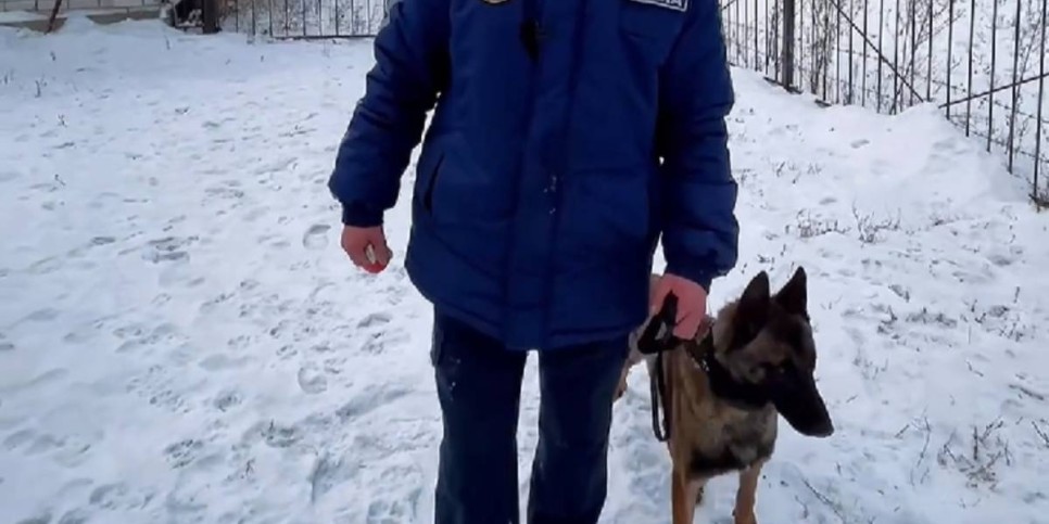
                    Герой на четырех лапах: как служебная собака Тор охраняет покой жителей области Абай
                