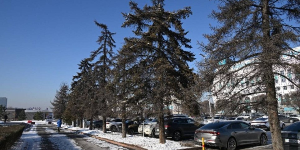 
                    Аварийные деревья по улице Сатпаева в Алматы заменят на крупномерные саженцы
                