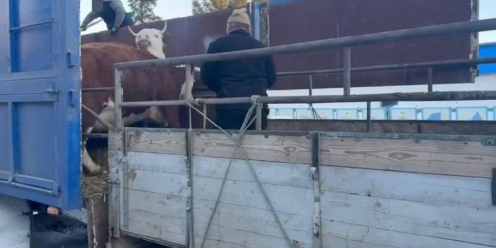 
                    Скотокрадов в ВКО поймали на месте преступления 
                