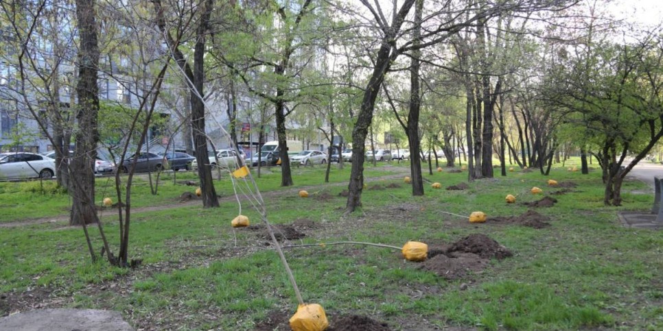 
                    В Алматы стартовала акция «Зеленый двор»
                