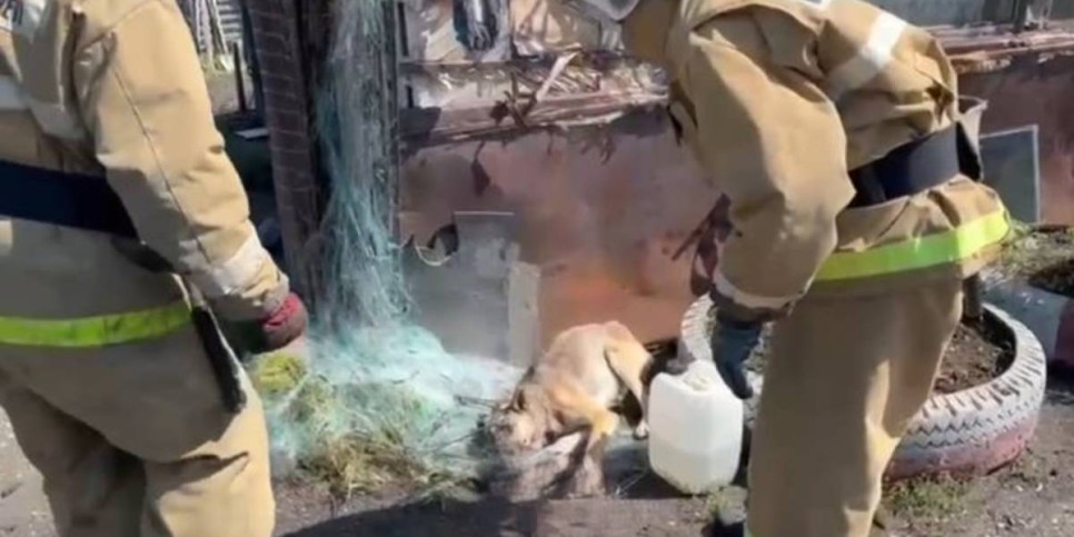 
                    В капкан попала собака в Риддере
                