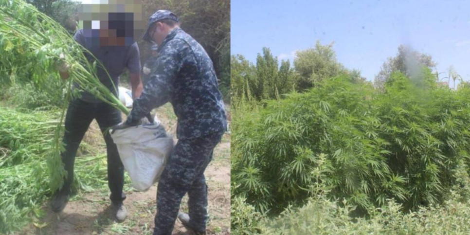 
                    Крупный наркопосев ликвидирован в Кызылординской области
                