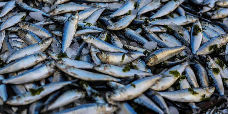 
                    Более 60 тонн рыбной продукции незаконно экспортировали из Казахстана 
                