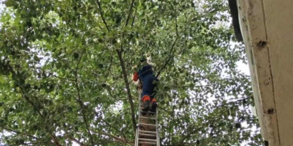 
                    Сотрудники МЧС спасли кота в Астане 
                