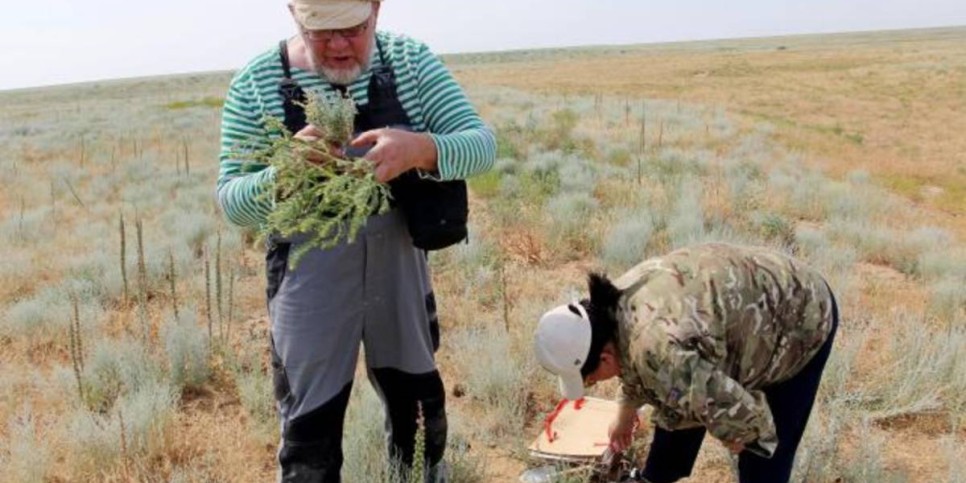 
                    В Казахстане обнаружен новый вид растения 
                
