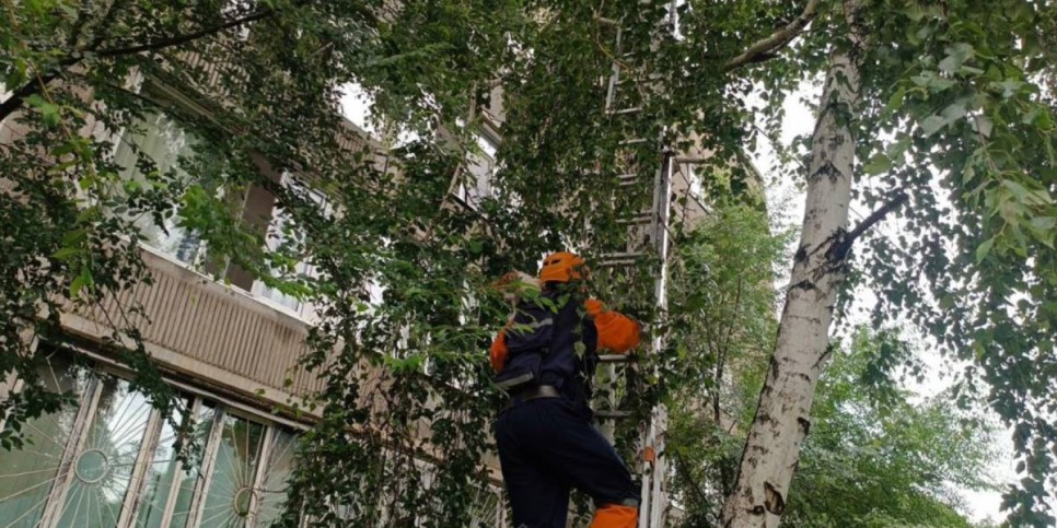 
                    Сотрудники МЧС спасли кошку в Усть-Каменогорске
                