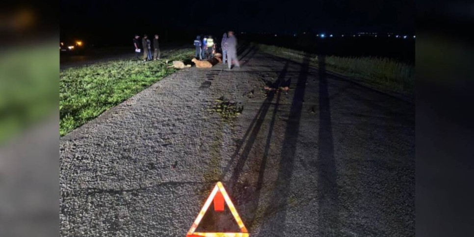 
                    Стадо овец попало под колеса на трассе в СКО
                