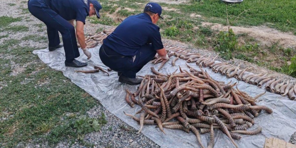
                    Рога сайги на 1,2 млрд тенге обнаружили на чердаке дома жетысуца
                