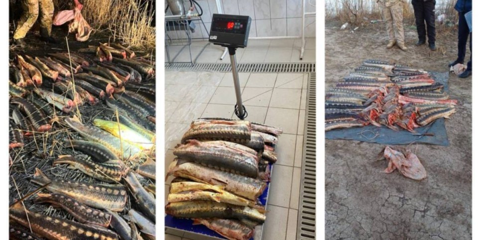 
                    ОПМ "Бекіре": за два месяца выявлено 292 факта браконьерства
                