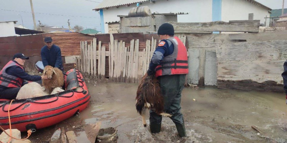
                    В Казахстане выплачивают компенсацию владельцам павших во время паводков животных
                