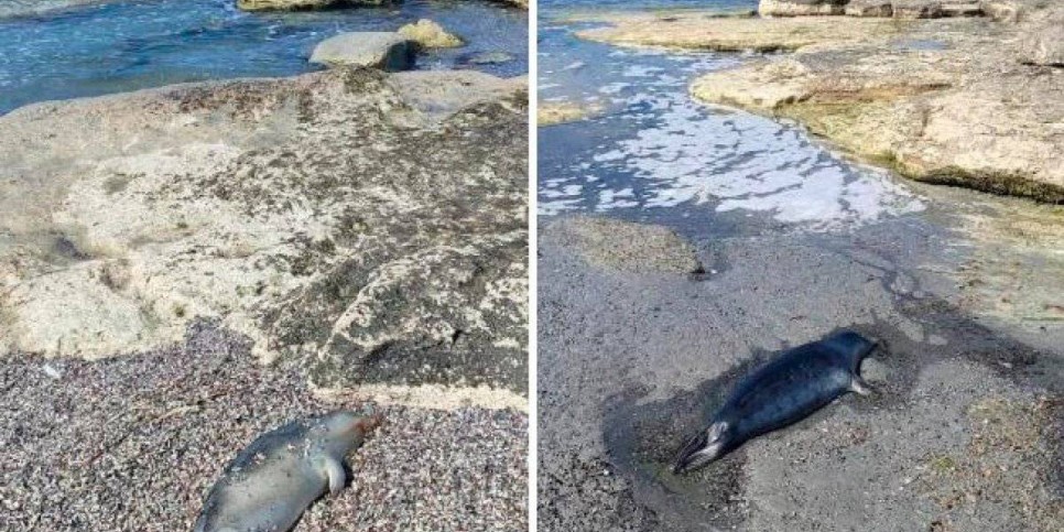 
                    Более 60 туш мертвых тюленей обнаружили на побережье Каспийского моря
                