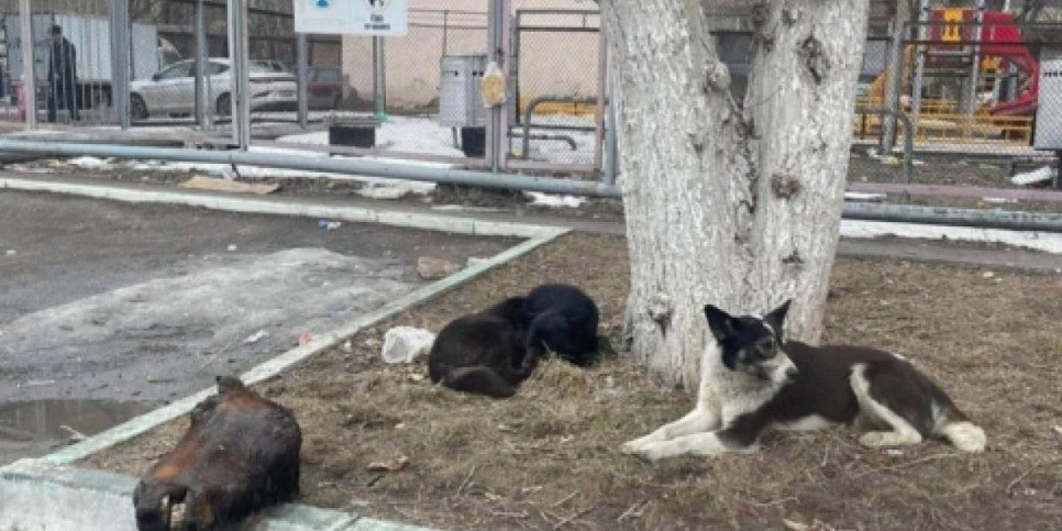 
                    Отрубленную лошадиную голову нашли у детской площадки в Караганде
                