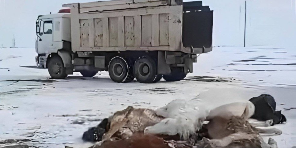 
                    Почти полторы тысячи мертвых лошадей насчитали в Улытауской области
                