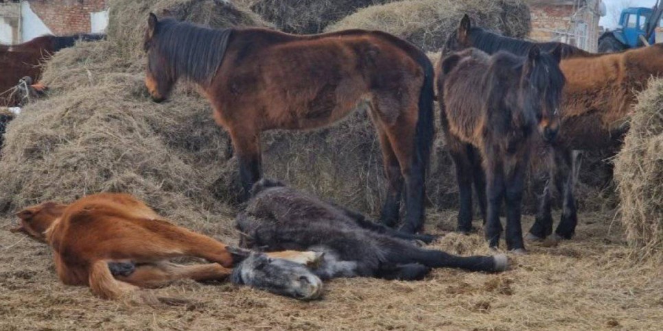 
                    Падеж лошадей зафиксирован в Акмолинской области
                