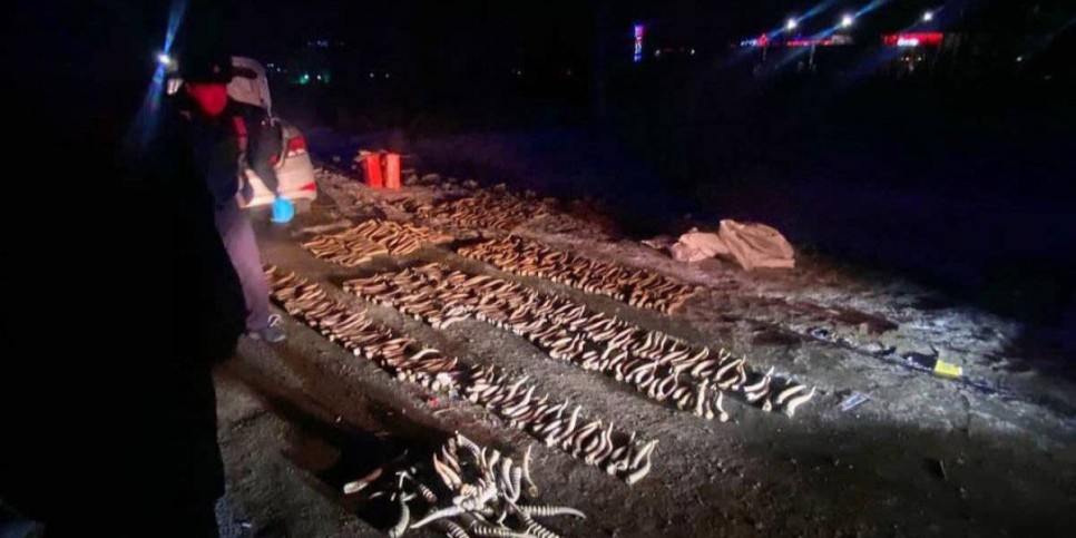 
                    Почти 600 рогов сайги нашли у автовладельца в Уральске
                
