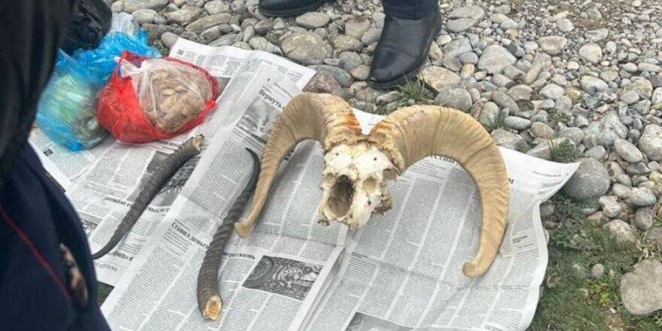 
                    Рога архара и сайгака нашли полицейские у пассажира авто в Туркестанской области
                