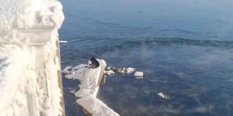 
                    Помогли собаке в мороз выбраться из воды в ВКО
                