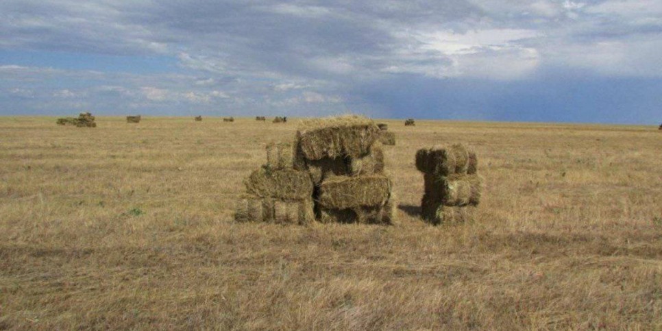 
                    Уволены инспекторы Коргалжынского заповедника за выпас 700 лошадей близких родственников
                