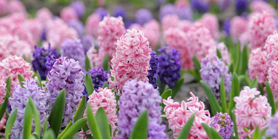 
                    В Алматы проходит цветочная ярмарка Garden Flowers
                