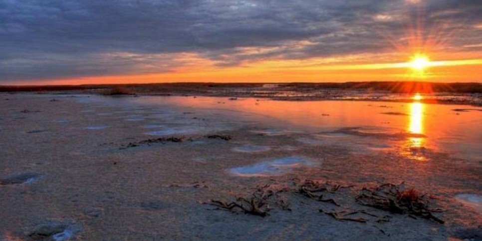 
                    В РК примут программу по посадке саксаула на высохшем дне Аральского моря
                
