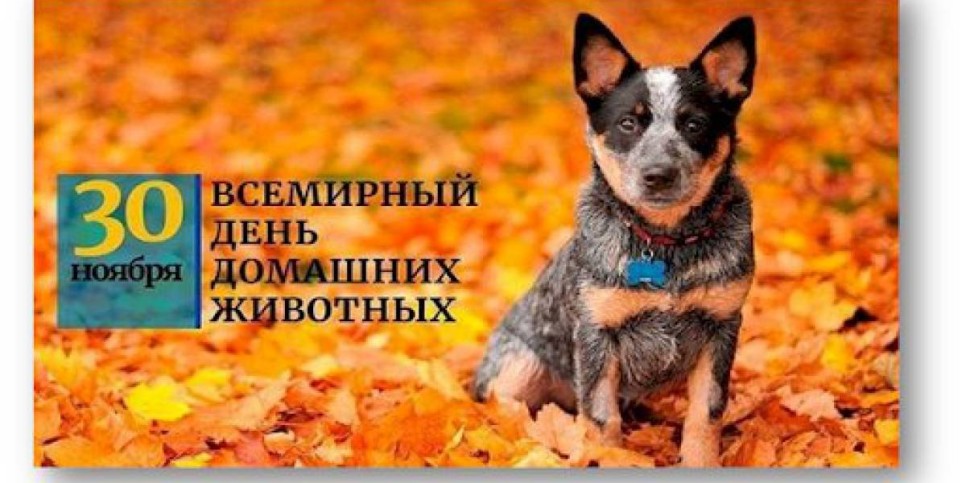 
                    День домашних животных и защиты информации празднуется в мире
                